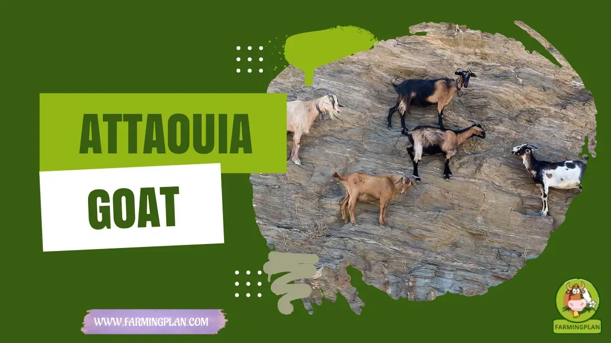 Attaouia Goat characteristics, agricultural utility and breed care guide