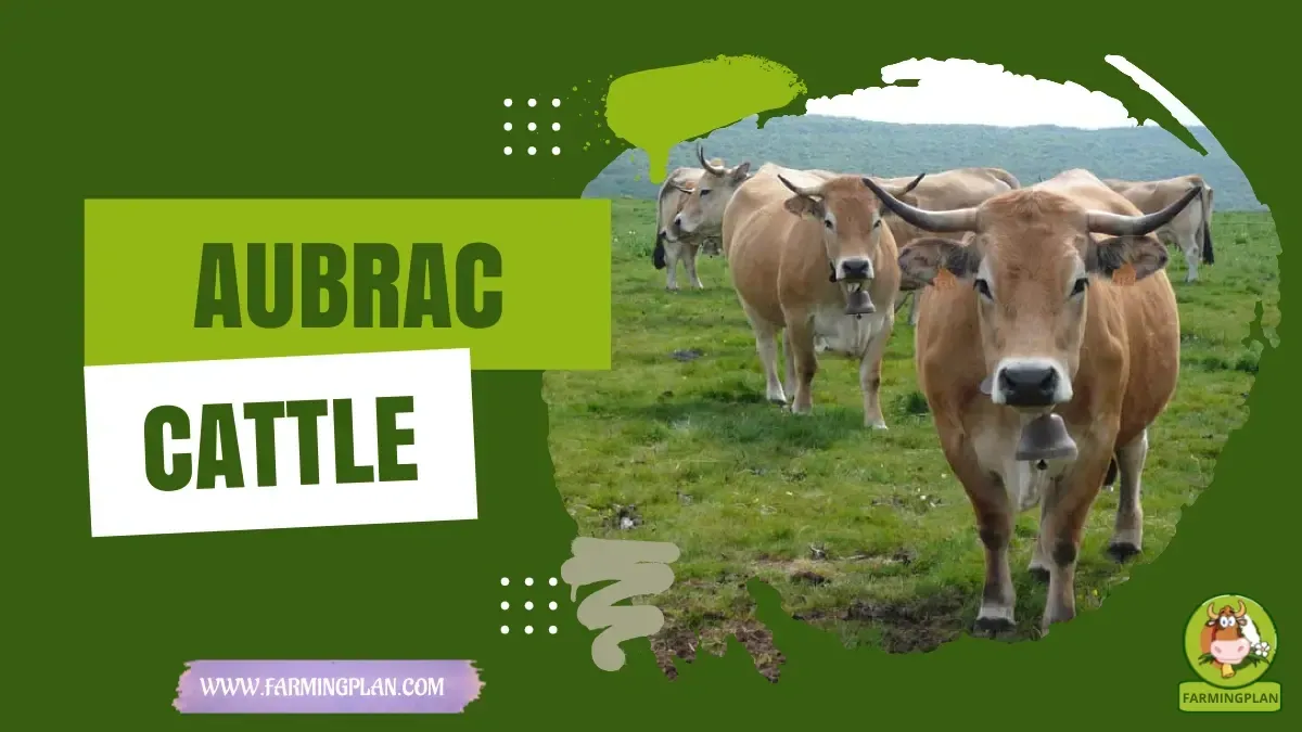 Aubrac Cattle characteristics, agricultural utility and breed care guide