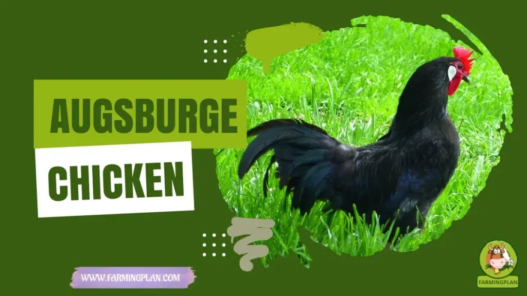 Augsburger Chicken characteristics, agricultural utility and breed care guide