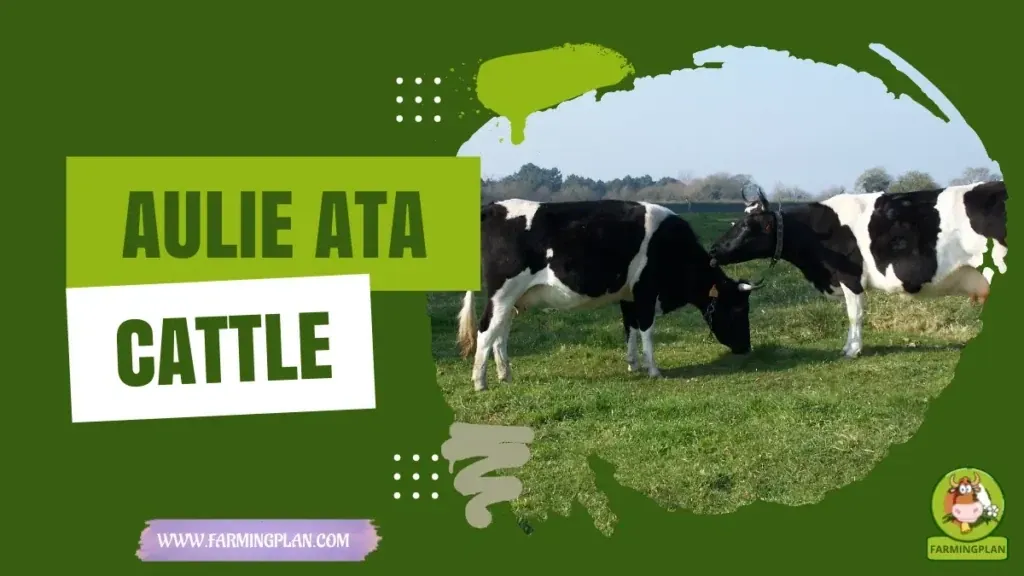 Aulie-Ata Cattle characteristics, agricultural utility and breed care guide