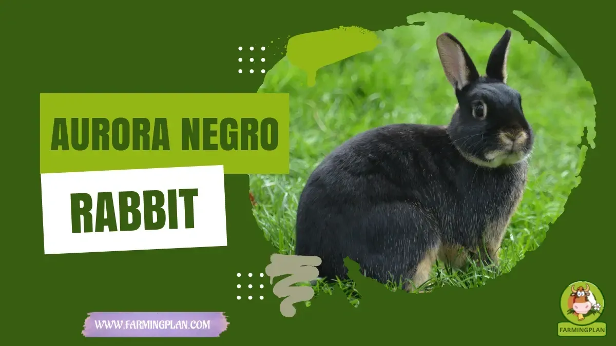 Aurora Negro Rabbit characteristics, agricultural utility and breed care guide