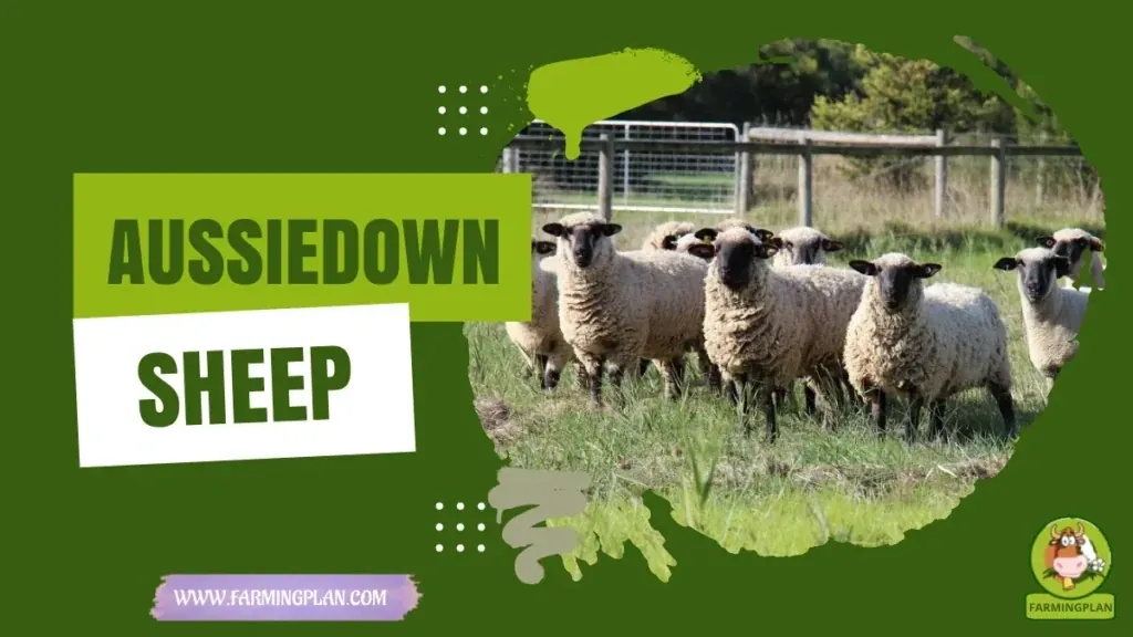 Aussiedown Sheep characteristics, agricultural utility and breed care guide