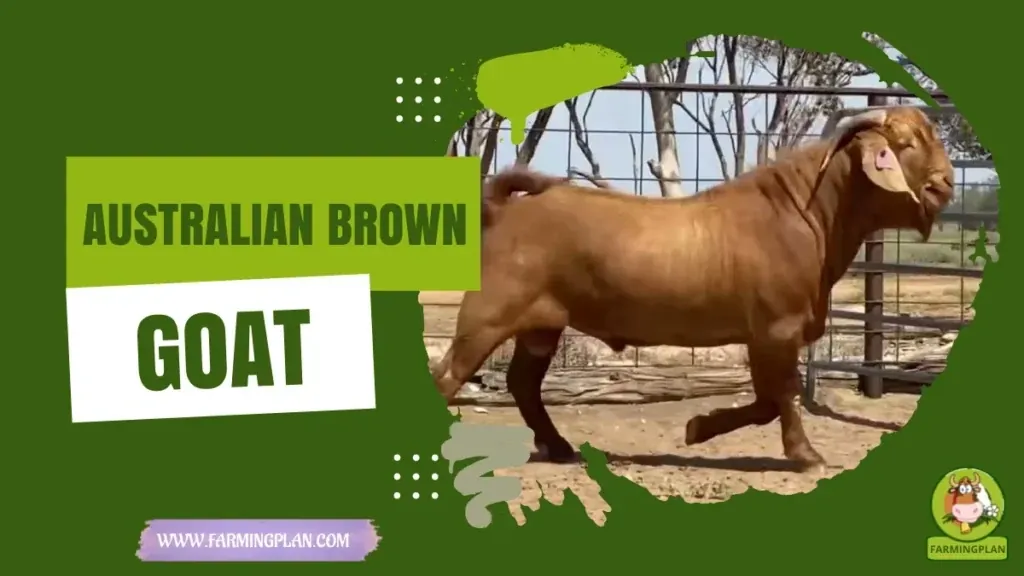 Australian Brown Goat - Farming & Breed Profile Australian Brown Goat characteristics, agricultural utility and breed care guide
