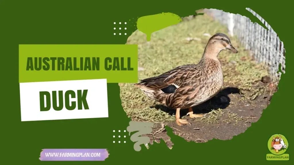 Australian Call Duck characteristics, agricultural utility and breed care guide