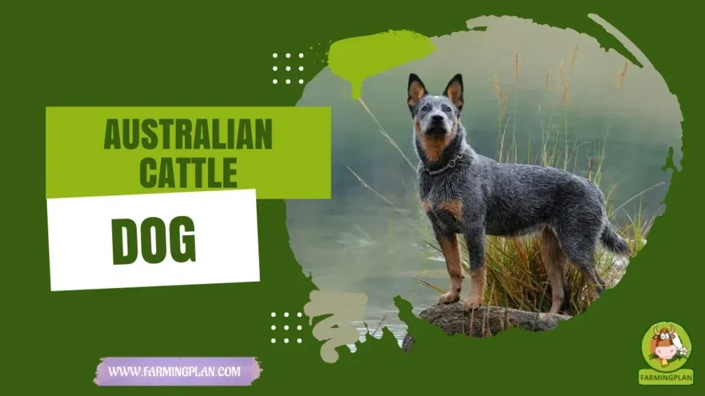 Australian Cattle Dog - Farming & Breed Profile Australian Cattle Dog characteristics, agricultural utility and breed care guide