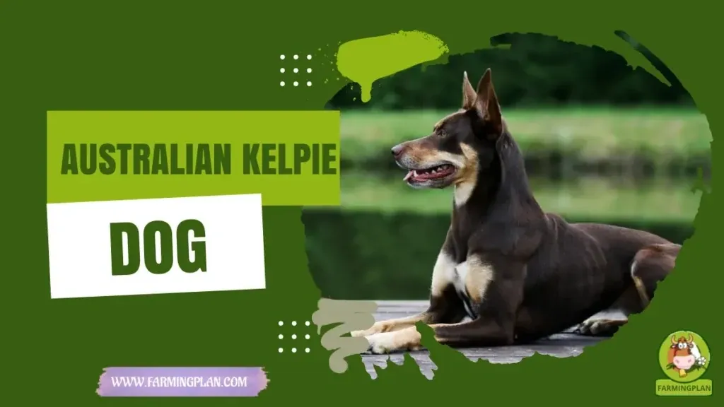 Australian Kelpie Dog - Farming & Breed Profile Australian Kelpie Dog characteristics, agricultural utility and breed care guide