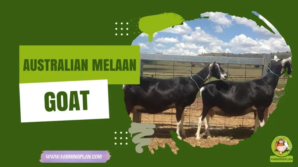Australian Melaan Goat characteristics, agricultural utility and breed care guide