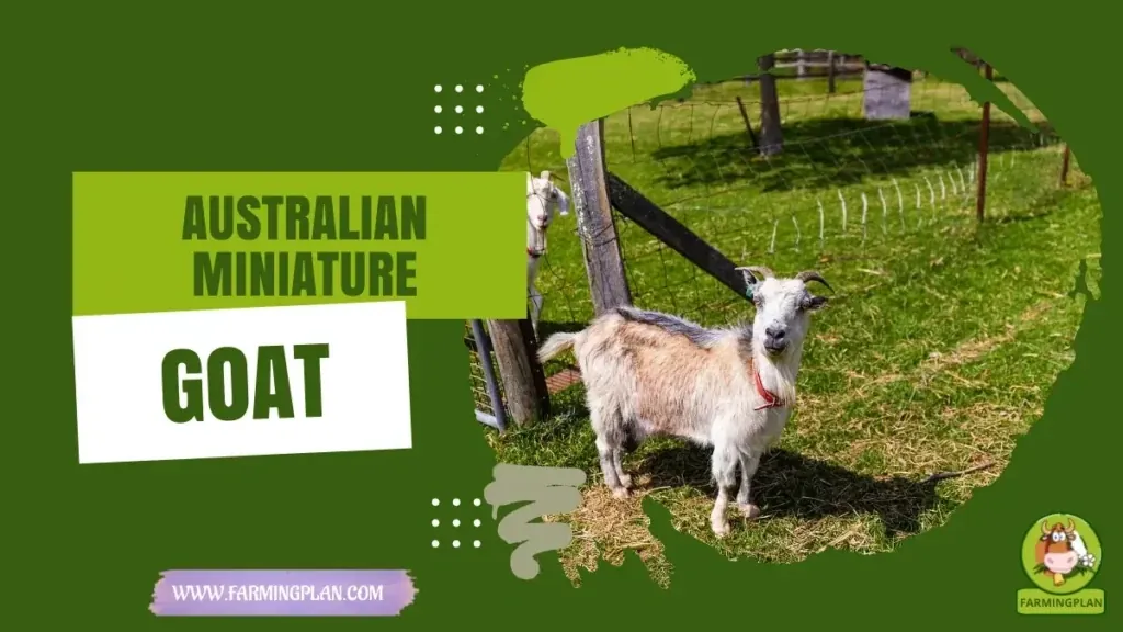 Australian Miniature Goat characteristics, agricultural utility and breed care guide
