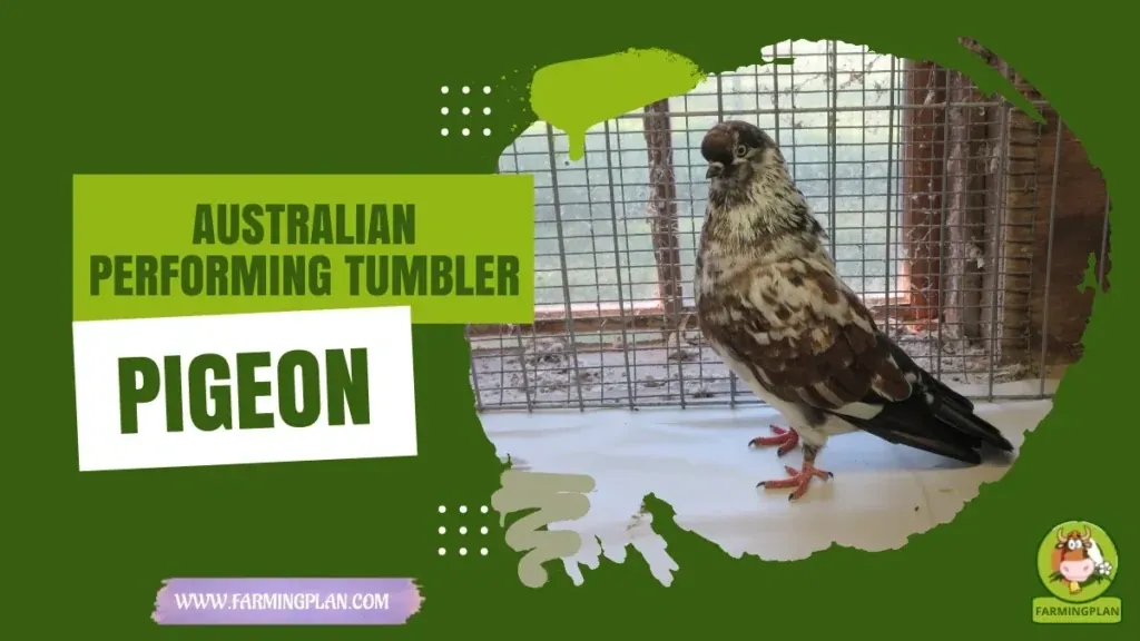 Australian Performing Tumbler Pigeon characteristics, agricultural utility and breed care guide