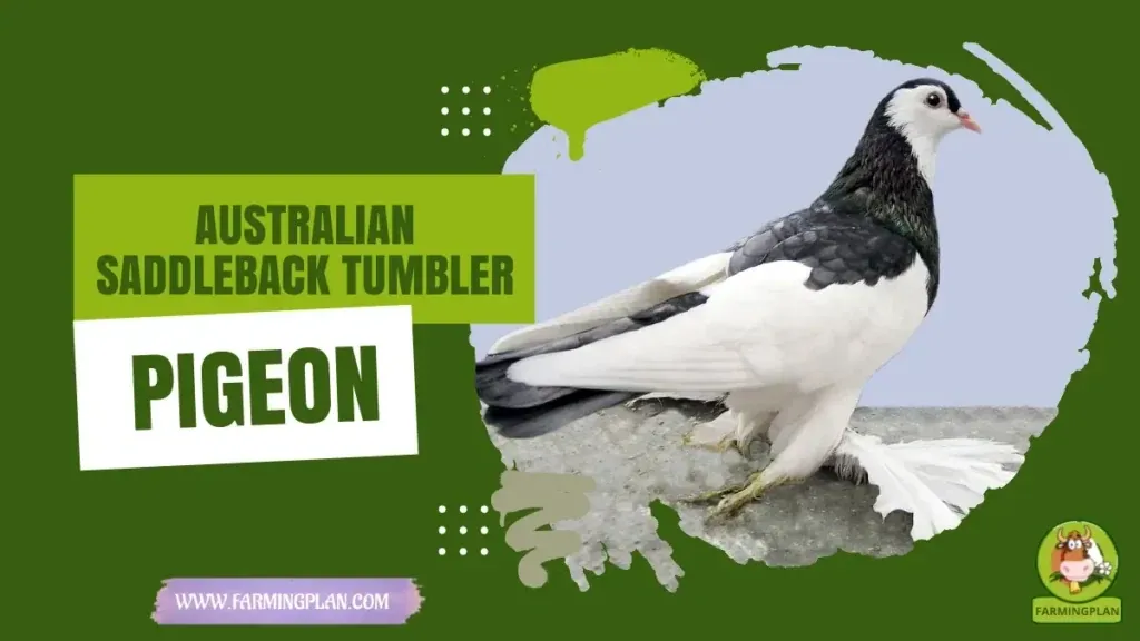 Australian Saddleback Tumbler Pigeon - Farming & Breed Profile Australian Saddleback Tumbler Pigeon