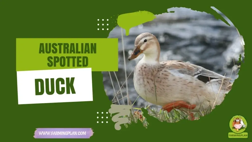 Australian Spotted Duck characteristics, agricultural utility and breed care guide