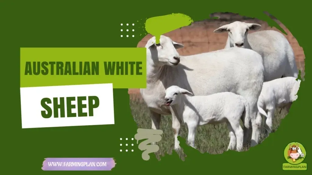 Australian White Sheep characteristics, agricultural utility and breed care guide
