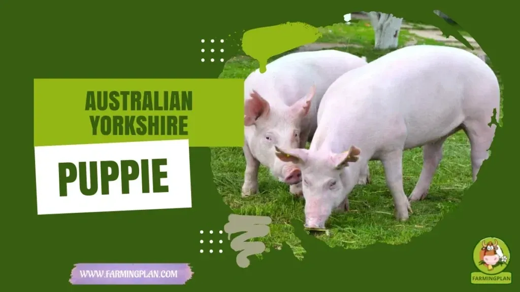 Australian Yorkshire Pig - Farming & Breed Profile Australian Yorkshire Pig characteristics, agricultural utility and breed care guide