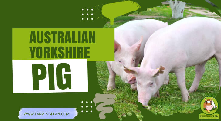 Australian Yorkshire Pig