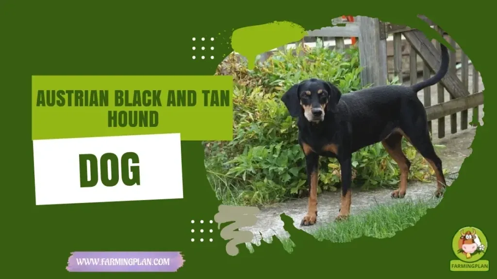 Austrian Black and Tan Hound Dog characteristics, agricultural utility and breed care guide