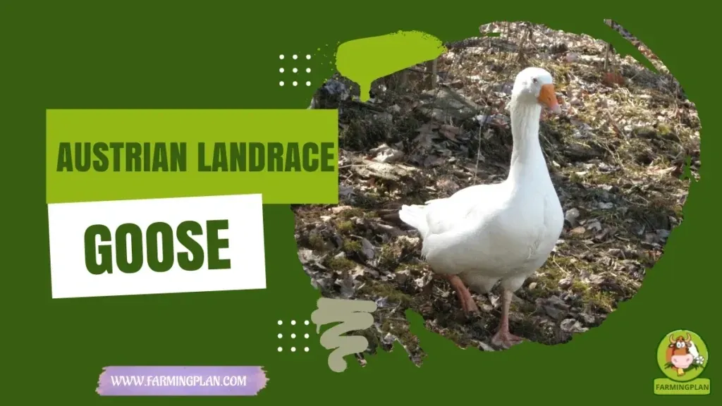 Austrian Landrace Goose