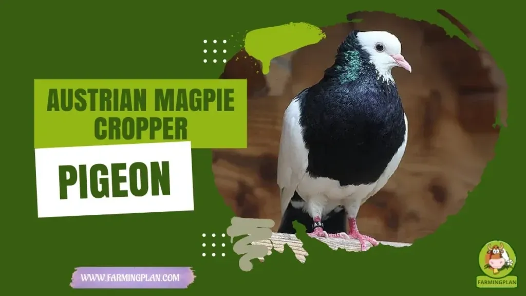 Austrian Magpie Cropper Pigeon characteristics, agricultural utility and breed care guide