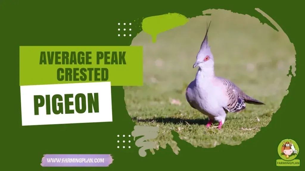 Average Peak Crested Pigeon characteristics, agricultural utility and breed care guide