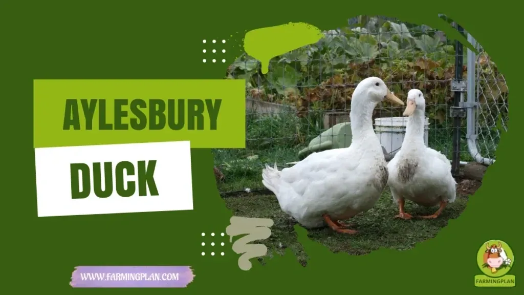 Aylesbury Duck - Farming & Breed Profile Aylesbury Duck characteristics, agricultural utility and breed care guide