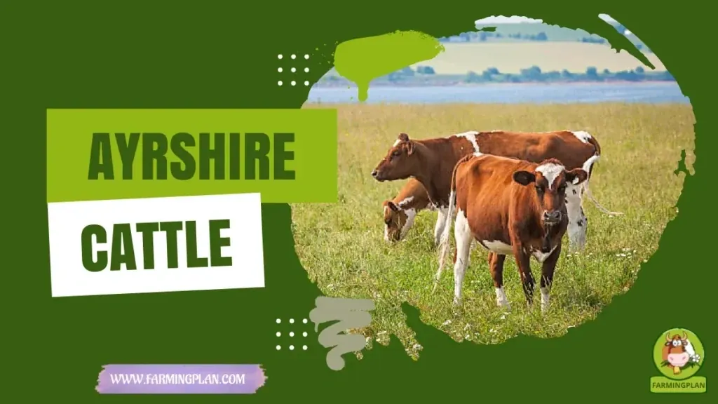 Ayrshire Cattle - Farming & Breed Profile Ayrshire Cattle characteristics, agricultural utility and breed care guide