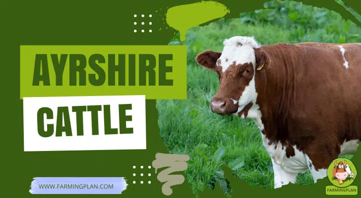 Ayrshire Cattle