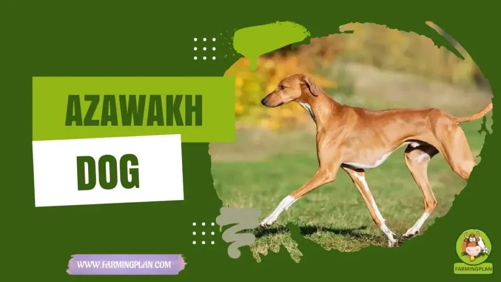 Azawakh Dog characteristics, agricultural utility and breed care guide