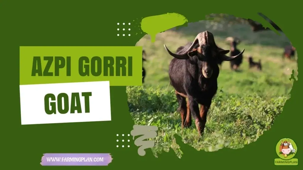 Azpi Gorri Goat characteristics, agricultural utility and breed care guide