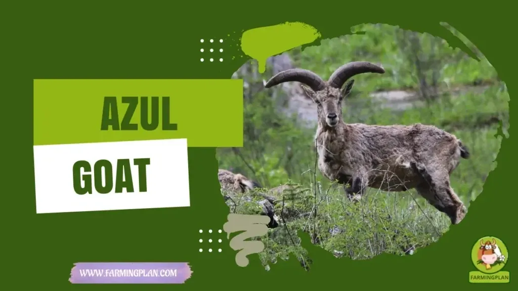 Azul Goat - Farming & Breed Profile Azul Goat characteristics, agricultural utility and breed care guide