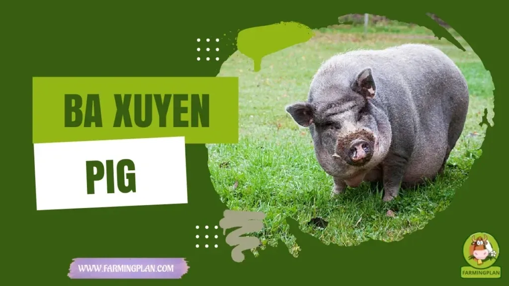Ba Xuyen Pig - Farming & Breed Profile Ba Xuyen Pig characteristics, agricultural utility and breed care guide