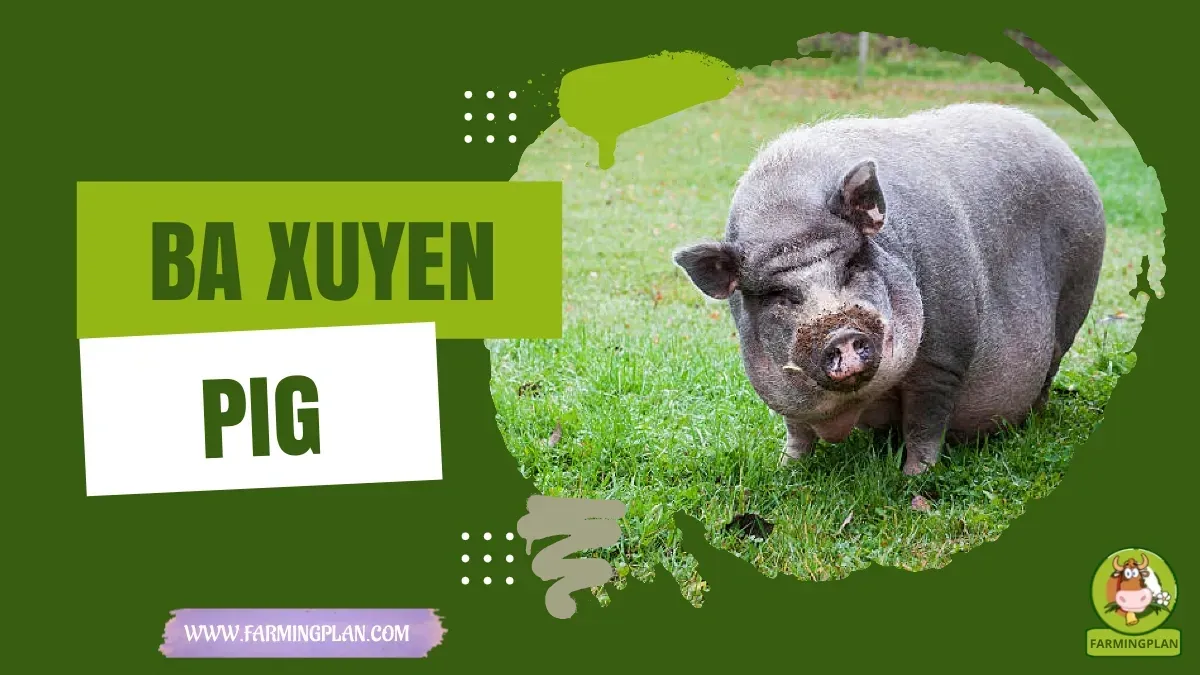 Ba Xuyen Pig characteristics, agricultural utility and breed care guide