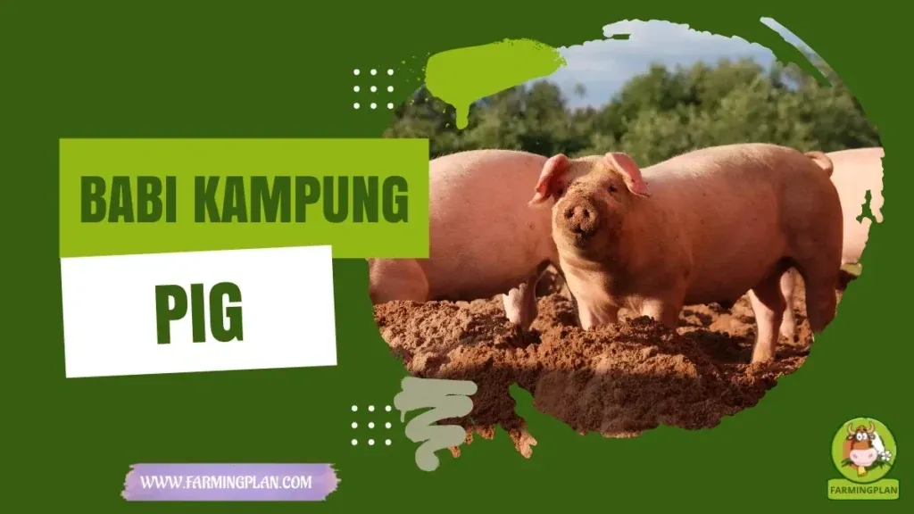 Babi Kampung Pig - Farming & Breed Profile Babi Kampung Pig characteristics, agricultural utility and breed care guide