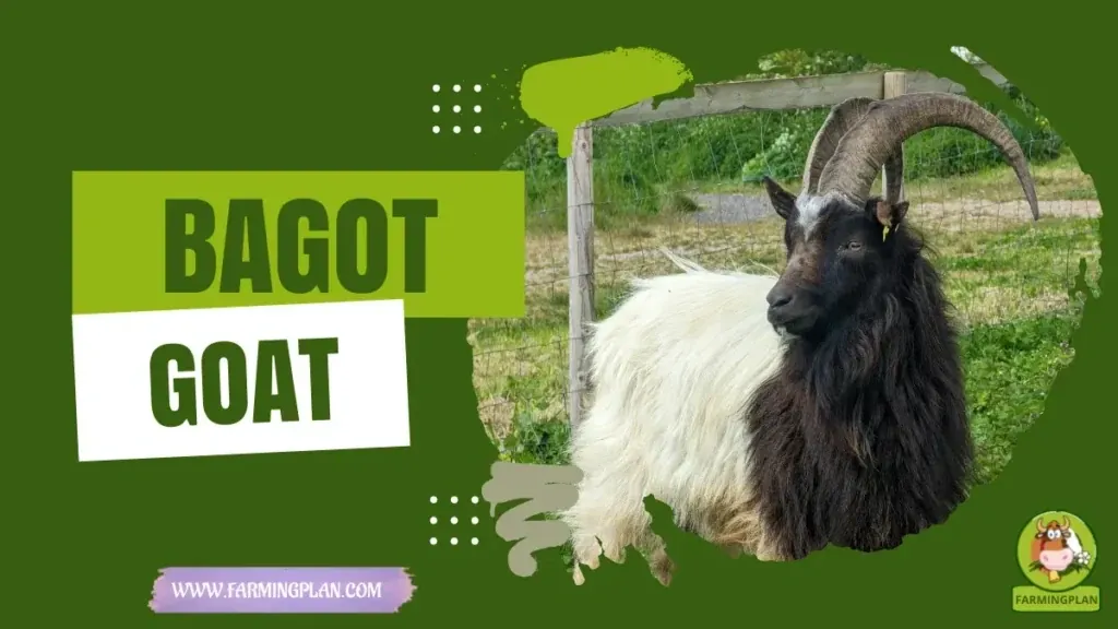 Bagot Goat - Farming & Breed Profile Bagot Goat characteristics, agricultural utility and breed care guide