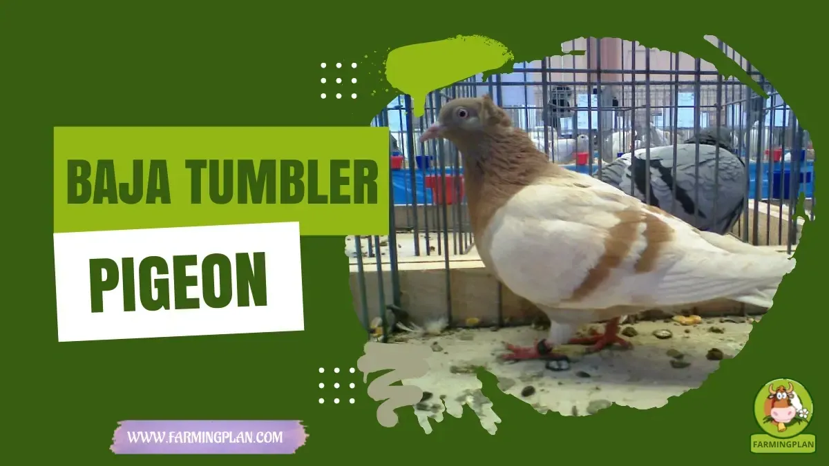 Baja Tumbler Pigeon characteristics, agricultural utility and breed care guide