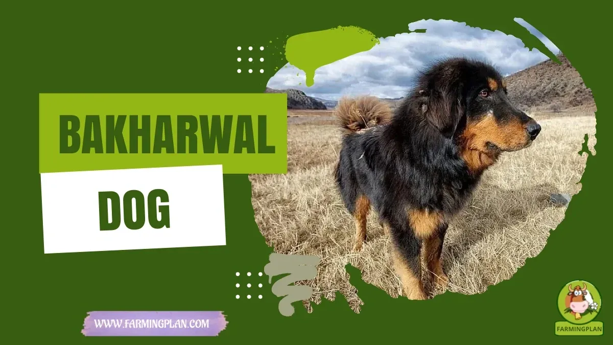 Bakharwal Dog - Farming & Breed Profile Bakharwal Dog characteristics, agricultural utility and breed care guide