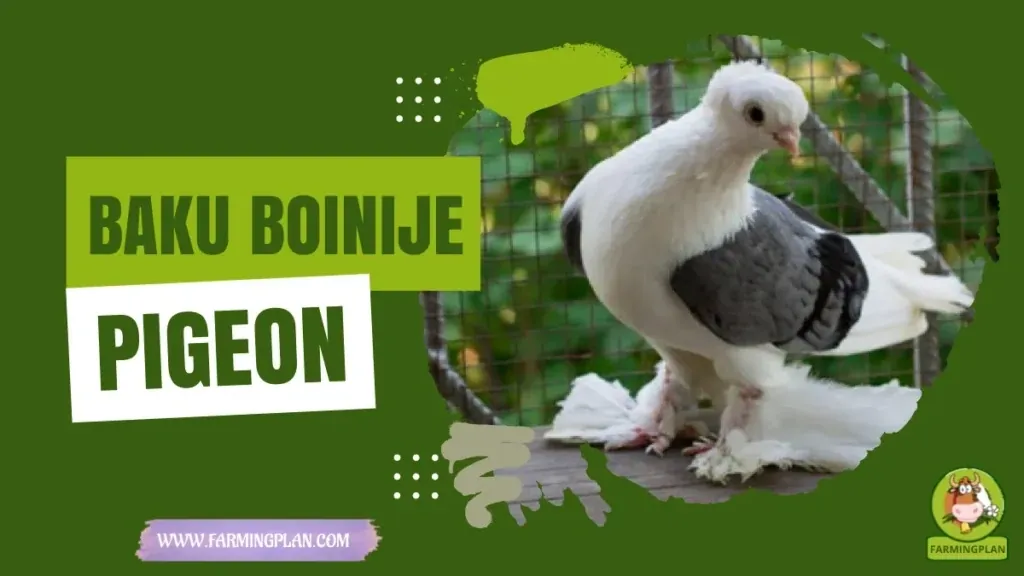 Baku Boinije Pigeon characteristics, agricultural utility and breed care guide