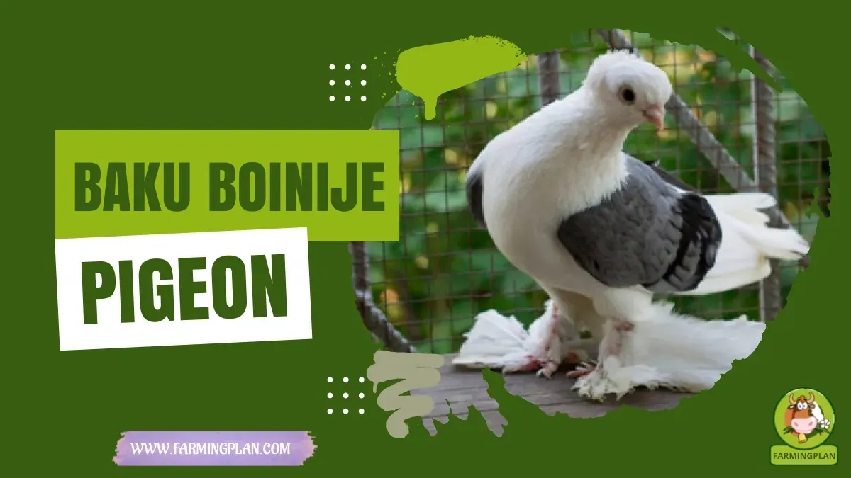 Baku Boinije Pigeon characteristics, agricultural utility and breed care guide
