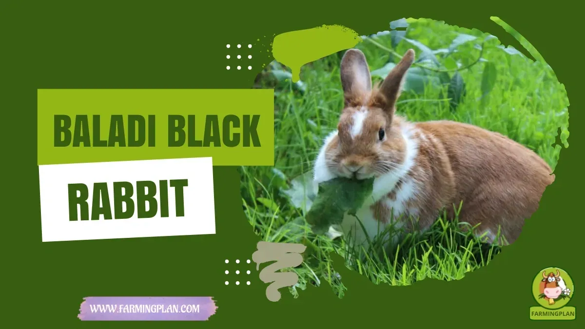 Baladi Black Rabbit characteristics, agricultural utility and breed care guide