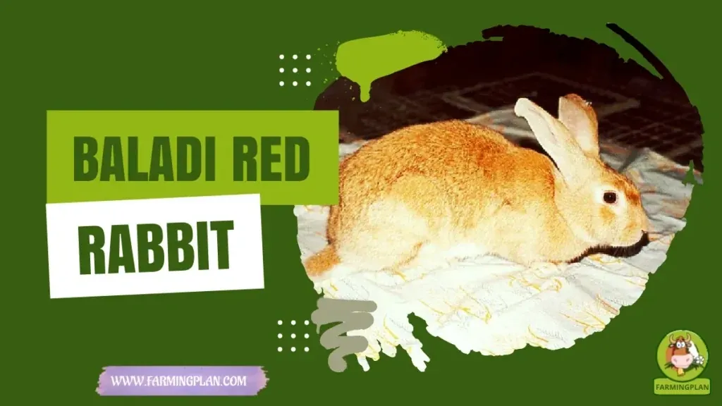 Baladi Red Rabbit characteristics, agricultural utility and breed care guide