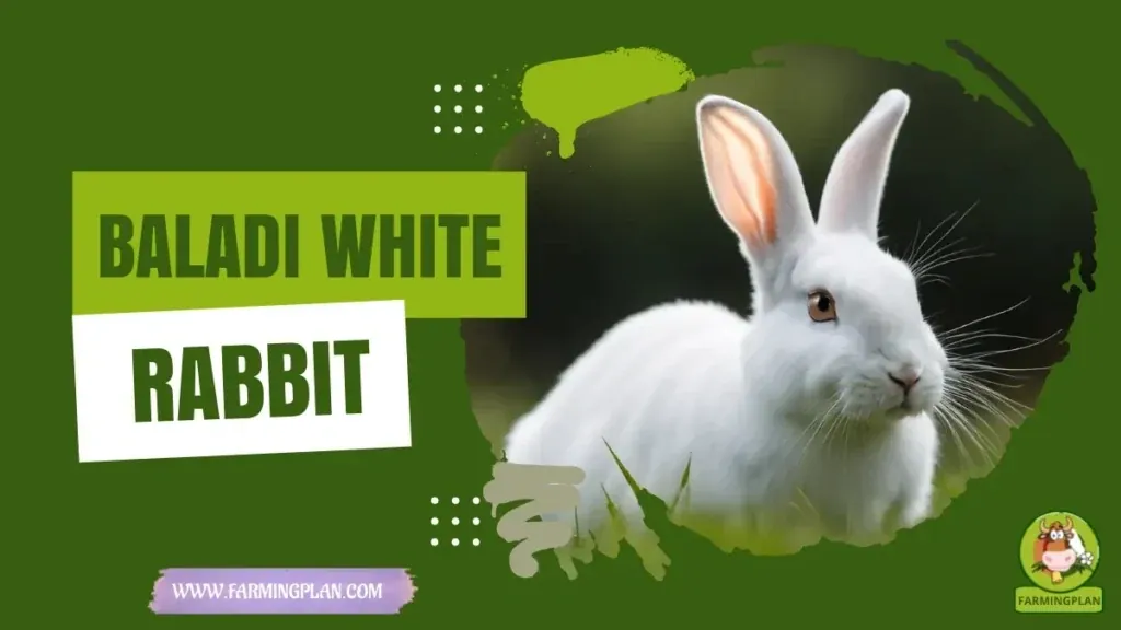 Baladi White Rabbit characteristics, agricultural utility and breed care guide