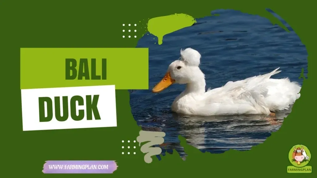 Bali Duck characteristics, agricultural utility and breed care guide