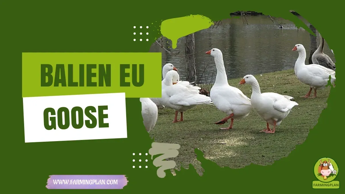 Balien Eu Goose characteristics, agricultural utility and breed care guide
