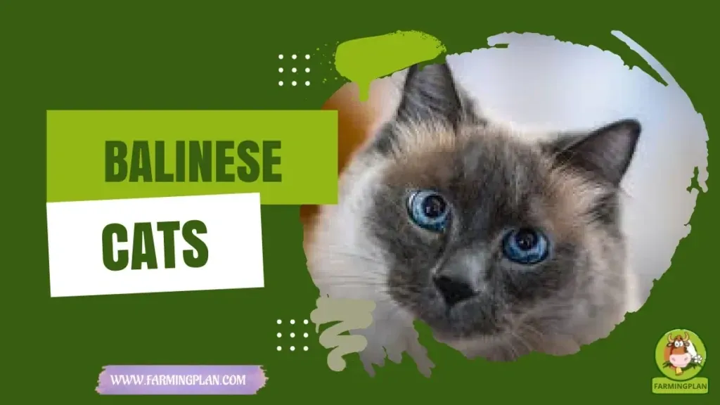 Balinese Cats characteristics, agricultural utility and breed care guide