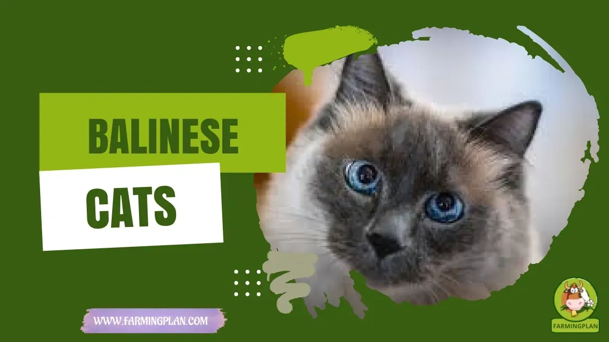 Balinese Cats - Farming & Breed Profile Balinese Cats characteristics, agricultural utility and breed care guide