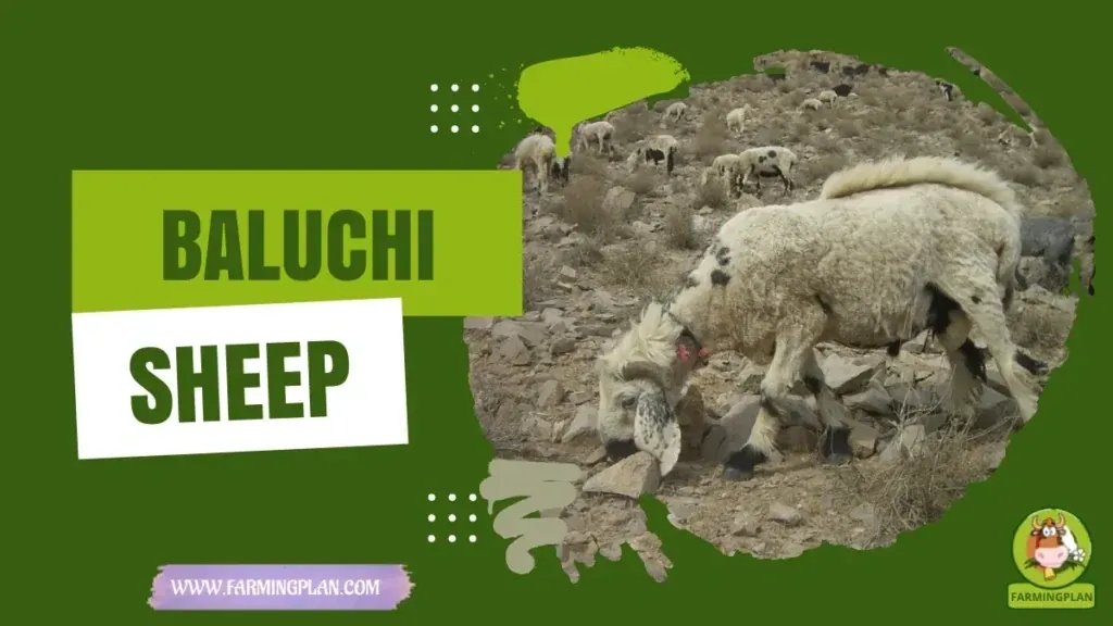 Baluchi Sheep characteristics, agricultural utility and breed care guide