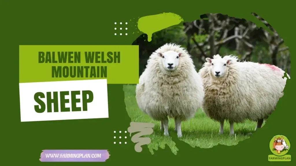 Balwen Welsh Mountain Sheep - Farming & Breed Profile Balwen Welsh Mountain Sheep characteristics, agricultural utility and breed care guide