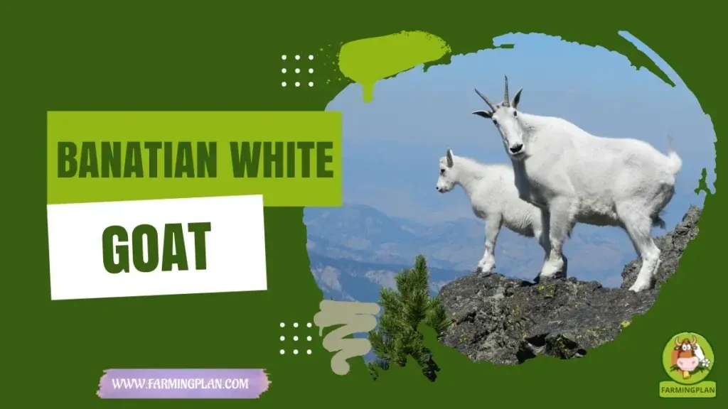 Banatian White Goat - Farming & Breed Profile Banatian White Goat characteristics, agricultural utility and breed care guide