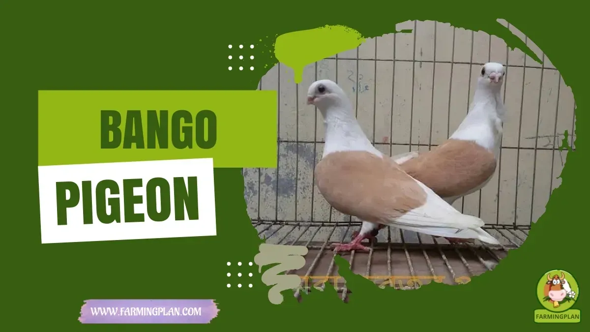 Bango Pigeon characteristics, agricultural utility and breed care guide