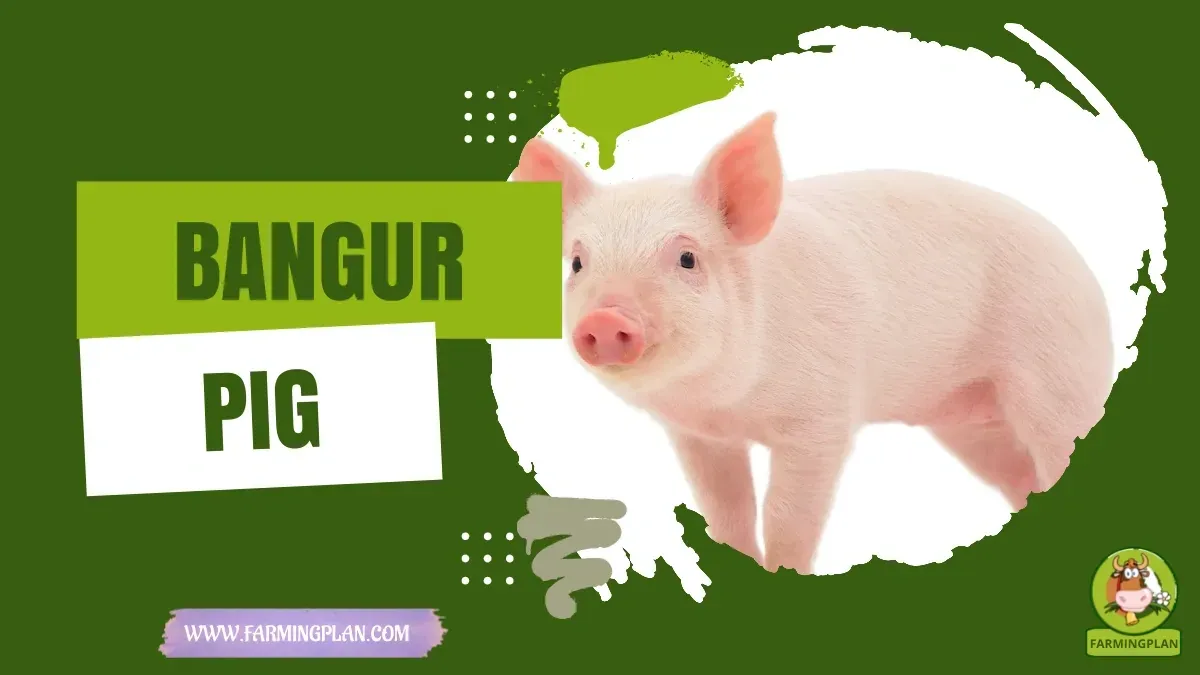 Bangur Pig - Farming & Breed Profile Bangur Pig characteristics, agricultural utility and breed care guide