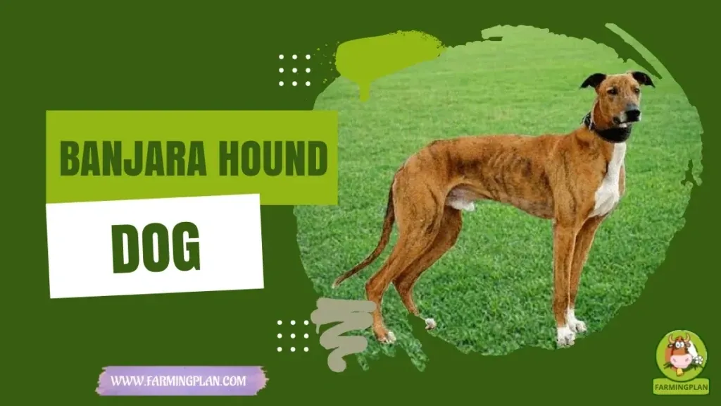 Banjara Hound Dog - Farming & Breed Profile Banjara Hound Dog characteristics, agricultural utility and breed care guide