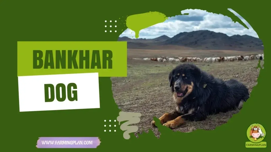Bankhar Dog characteristics, agricultural utility and breed care guide